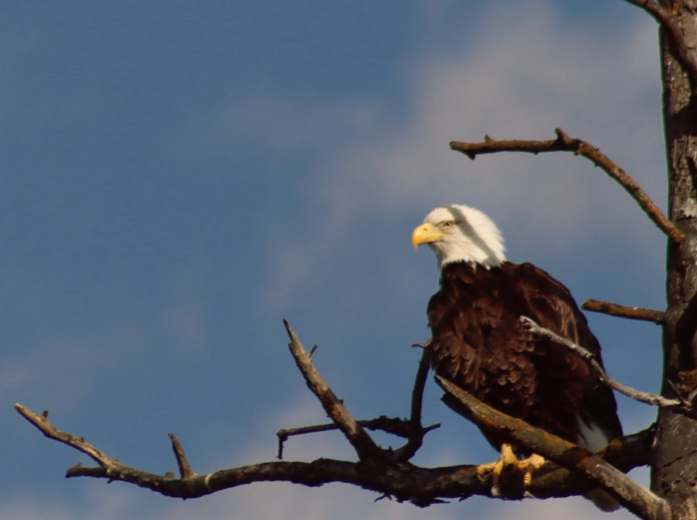 Bird of Prey Canvas